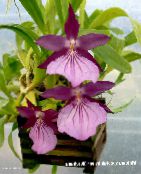 photo Pot Flowers Miltonia herbaceous plant purple