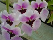 foto Pot Bloemen Miltonia kruidachtige plant lila
