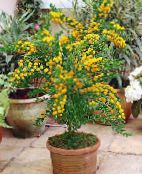 fénykép Pot Virágok Akác cserje, Acacia sárga