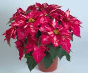 photo des fleurs en pot Poinsettia herbeux, Poinsettia pulcherrima rose