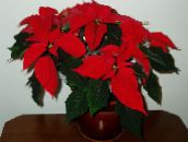 red Poinsettia Herbaceous Plant