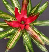 фото Комнатные цветы Неорегелия травянистые, Neoregelia красный