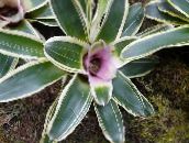 lilac Bromeliad Herbaceous Plant