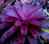 foto Kodus Lilled Bromeliad rohttaim, Neoregelia purpurne