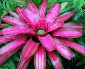 снимка Интериорни цветове Bromeliad тревисто, Neoregelia розов