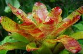 foto I fiori domestici Bromeliad erbacee, Neoregelia arancione