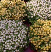 photo des fleurs en pot Usine De Perles herbeux, nertera blanc