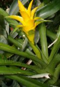 foto Topfblumen Nidularium grasig gelb