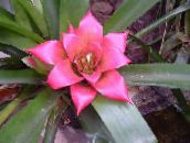 foto Pot Bloemen Nidularium kruidachtige plant roze