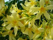 foto Pote flores Rose Bay, Oleander arbusto, Nerium oleander amarelo