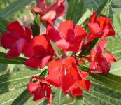 czerwony Oleander Krzaki