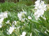 foto Podu Ziedi Roze Bay, Oleandrs krūms, Nerium oleander balts