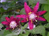 foto  Kirg Lillede ronitaim, Passiflora bordoo