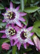 фото Комнатные цветы Пассифлора (Cтрастоцвет, кавалерская звезда) лиана, Passiflora сиреневый