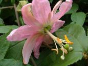 foto  Passiebloem liaan, Passiflora roze