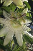 фото Комнатные цветы Пассифлора (Cтрастоцвет, кавалерская звезда) лиана, Passiflora белый