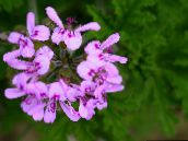 fotoğraf Saksı çiçekleri Sardunya otsu bir bitkidir, Pelargonium leylak