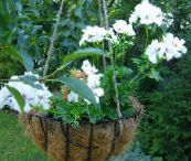 fotoğraf Saksı çiçekleri Sardunya otsu bir bitkidir, Pelargonium beyaz