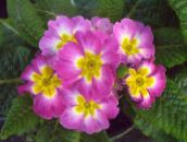 снимка Интериорни цветове Primula, Градинска Иглика С Гладки Листа тревисто розов