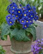 photo Pot Flowers Primula, Auricula herbaceous plant dark blue