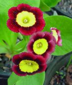 claret Primula, Auricula Kruidachtige Plant