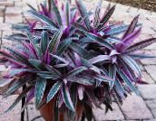 fotografie Oală Flori Rhoeo Tradescantia planta erbacee violet