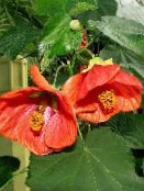 φωτογραφία Εσωτερικά λουλούδια Ανθοφορία Σφενδάμου, Σφενδάμι Κλάμα, Κινέζικο Φανάρι δέντρα, Abutilon κόκκινος