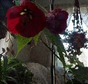 photo des fleurs en pot Floraison Érable, Pleurs, Lanterne Chinoise des arbres, Abutilon vineux