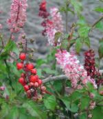 fotografie Oală Flori Bloodberry, Plante Rouge, Piper Copil, Pigeonberry, Coralito arbust, Rivina roz