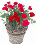 photo Pot Flowers Rose shrub red