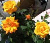 bilde Pot Blomster Rose busk orange