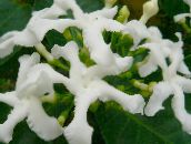 foto Pote flores Tabernaemontana, Banana Bush arbusto branco