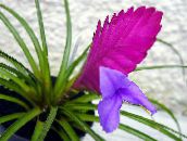 foto Flores de salón Tillandsia herbáceas lila