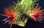 снимка Интериорни цветове Tillandsia тревисто червен