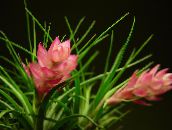 rosa Tillandsia Urteaktig Plante