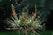 photo des fleurs en pot Tillandsia herbeux rouge