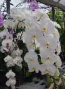 nuotrauka Kambarines gėles Phalaenopsis žolinis augalas baltas