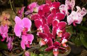 różowy Phalaenopsis Trawiaste