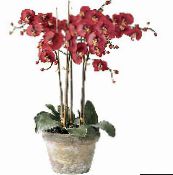 fotografie Oală Flori Phalaenopsis planta erbacee roșu