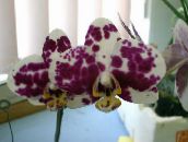 снимка Интериорни цветове Phalaenopsis тревисто винен