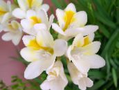 fotografija Sobne cvetje Frezije travnate, Freesia bela