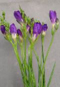 nuotrauka Kambarines gėles Frezija žolinis augalas, Freesia violetinė