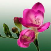 foto I fiori domestici Fresia erbacee, Freesia rosa