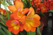 foto I fiori domestici Fresia erbacee, Freesia arancione