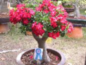 foto Pot Blomster Desert Rose træ, Adenium rød