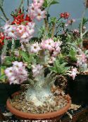 foto Pot Bloemen Woestijnroos boom, Adenium roze