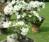 zdjęcie Pokojowe Kwiaty Adium drzewa, Adenium biały