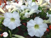 photo des fleurs en pot Rose Du Désert des arbres, Adenium blanc