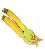 Giallo Semi Zucchini Zucchino estivo, pacchetto originale, 8 semi / Pack, Heirloom Cucurbita Pepo Vegetable Seeds # B005 foto / EUR 4,40