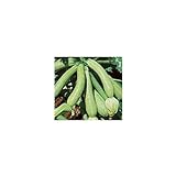 Semi biologici di Zucchino Genovese foto / EUR 1,90
